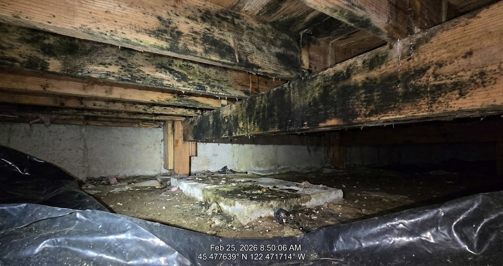 Can Mold in Crawl Space Make You Sick? Portland Families Guide for black mold growing on floor joists in crawl space causing health problems for family above